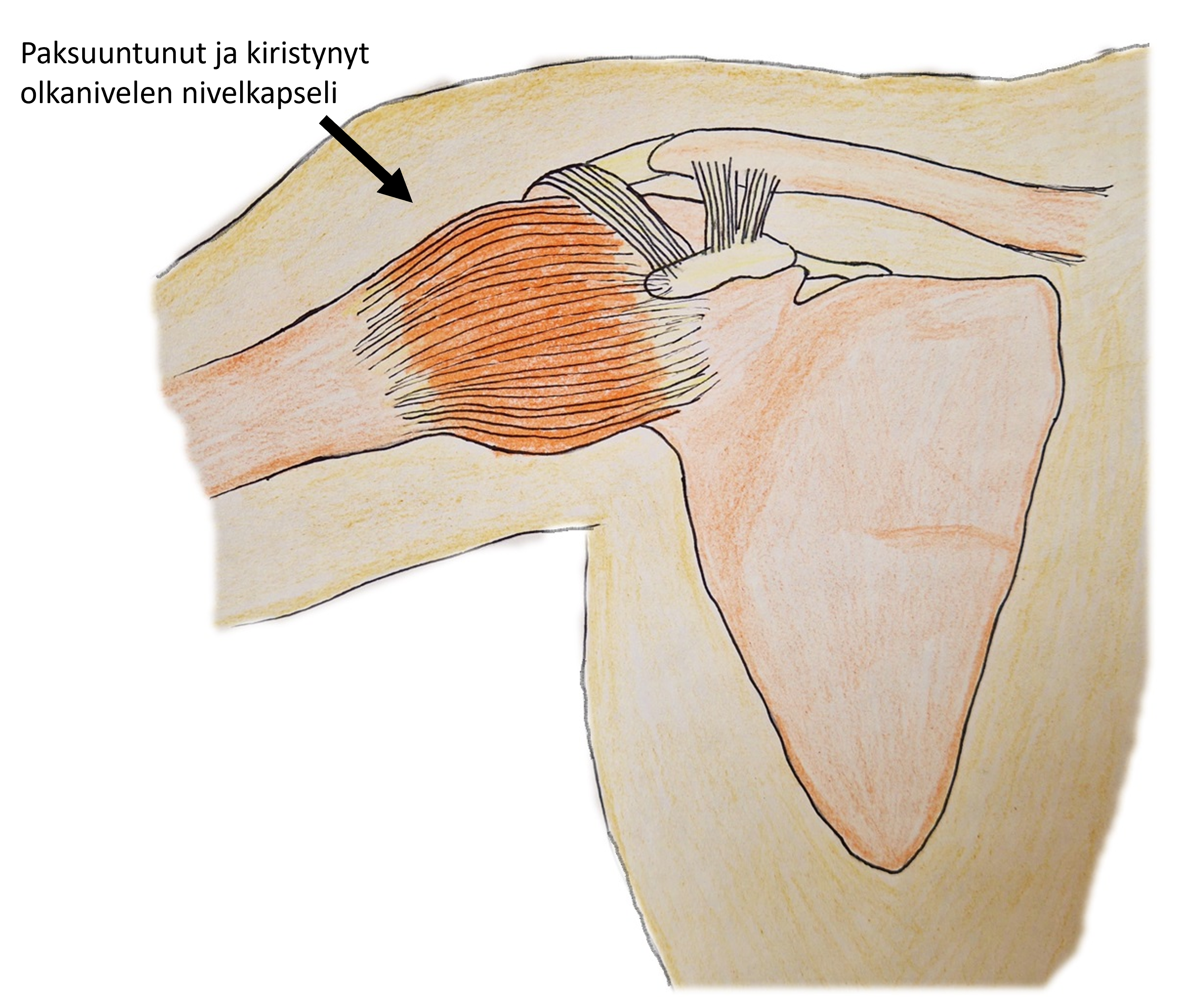 piirroskuva olkapään rakenteesta